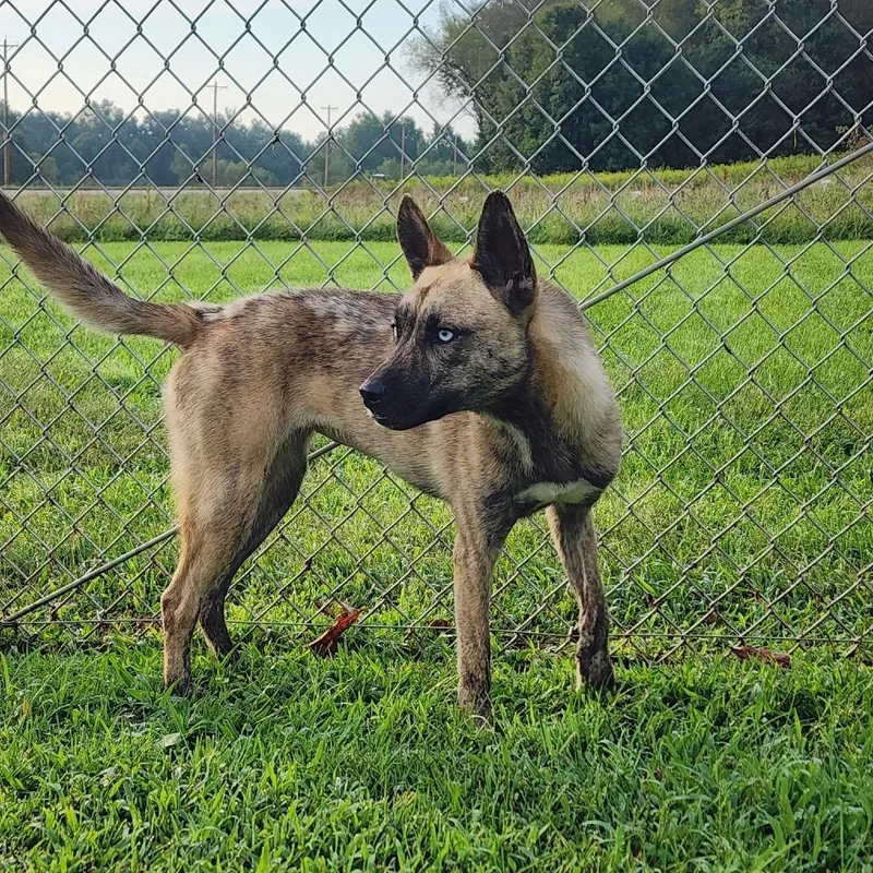 Lyla