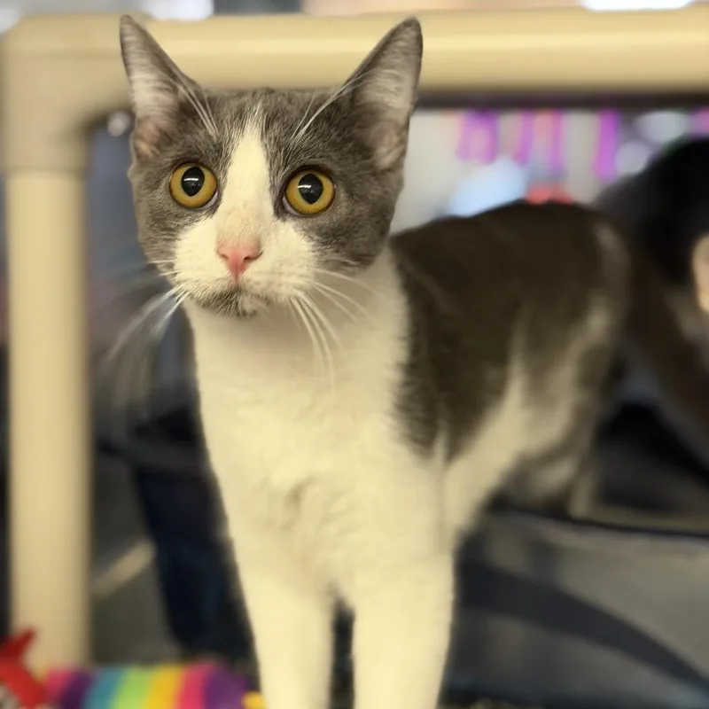 A young small-sized female Gray / Blue / Silver Domestic Short Hair cat named Cammie for adoption in Denison, TX