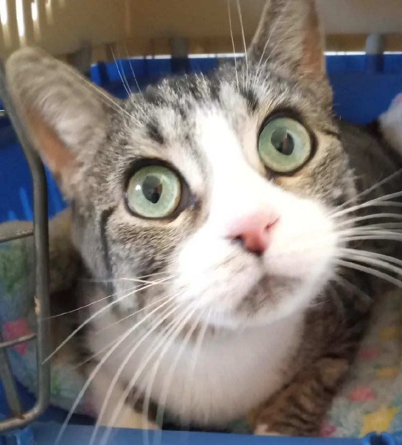 An adult medium-sized female Domestic Short Hair cat named Lady for adoption in Saginaw, MI