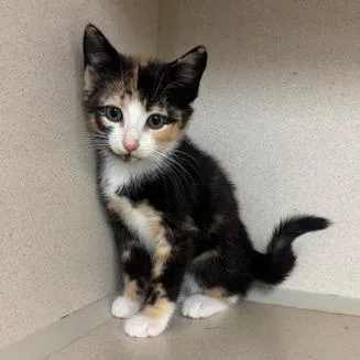 A baby medium-sized female Calico Domestic Short Hair cat named Brewster for adoption in Hudson, NY