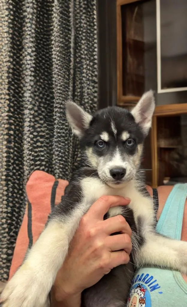 A baby medium-sized male Siberian Husky dog named Ruben for adoption in Sumter, SC