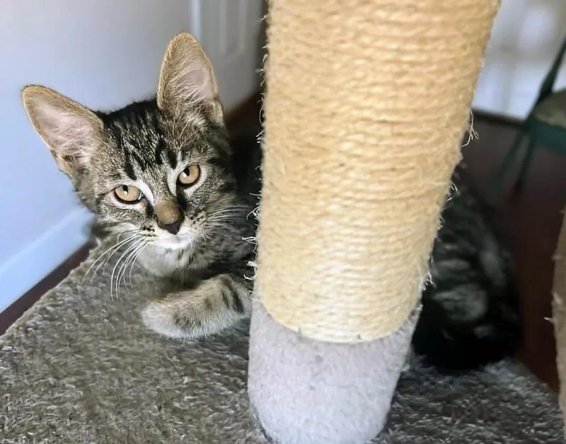 A young medium-sized male Tabby (Brown / Chocolate) Tabby cat named Papillon Blossom for adoption in Chandler, AZ