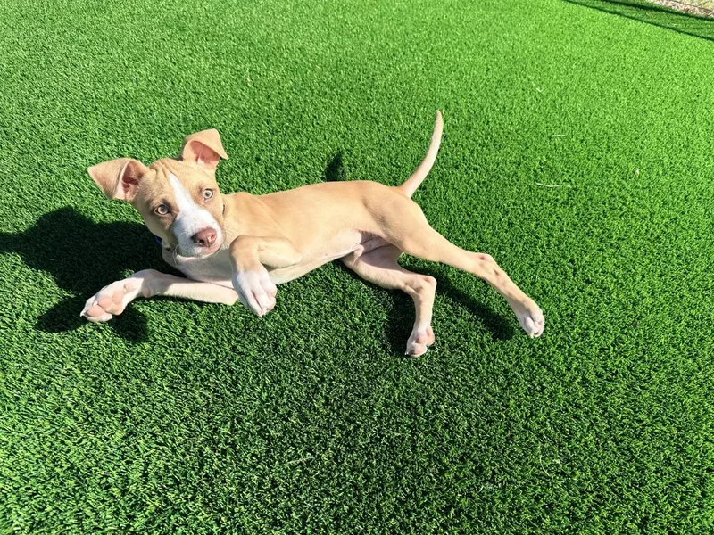 A baby medium-sized male Mixed Breed dog named Clint Eastwood for adoption in Rathdrum, ID