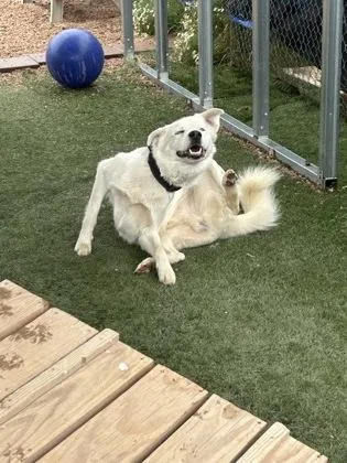 A young large-sized male Great Pyrenees dog named Yuki for adoption in Divide, CO