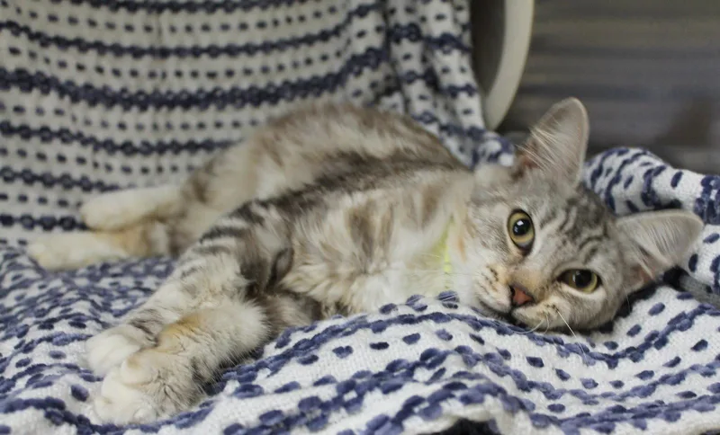 An adult medium-sized female Domestic Medium Hair cat named Willow for adoption in Prattville, AL