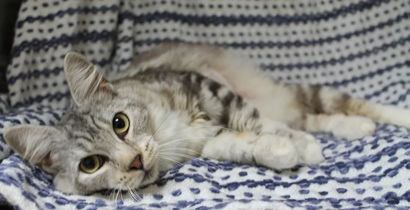 Willow thumbnail 2