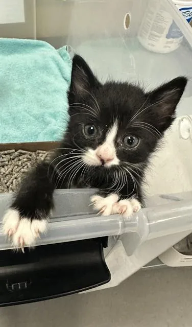 A baby small-sized male Domestic Short Hair cat named Mickey for adoption in San Jose, CA