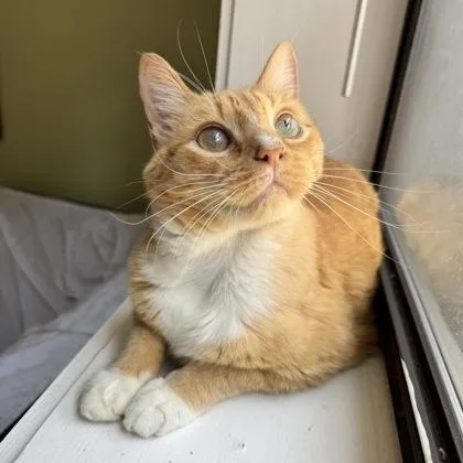 An adult small-sized male Orange / Red Domestic Short Hair cat named Cinder for adoption in Atlanta, GA