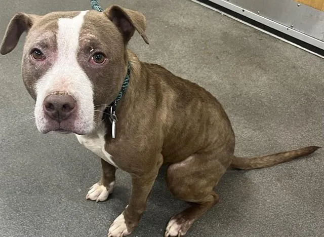 A young medium-sized female Pit Bull Terrier dog named Luna for adoption in Upper Marlboro, MD