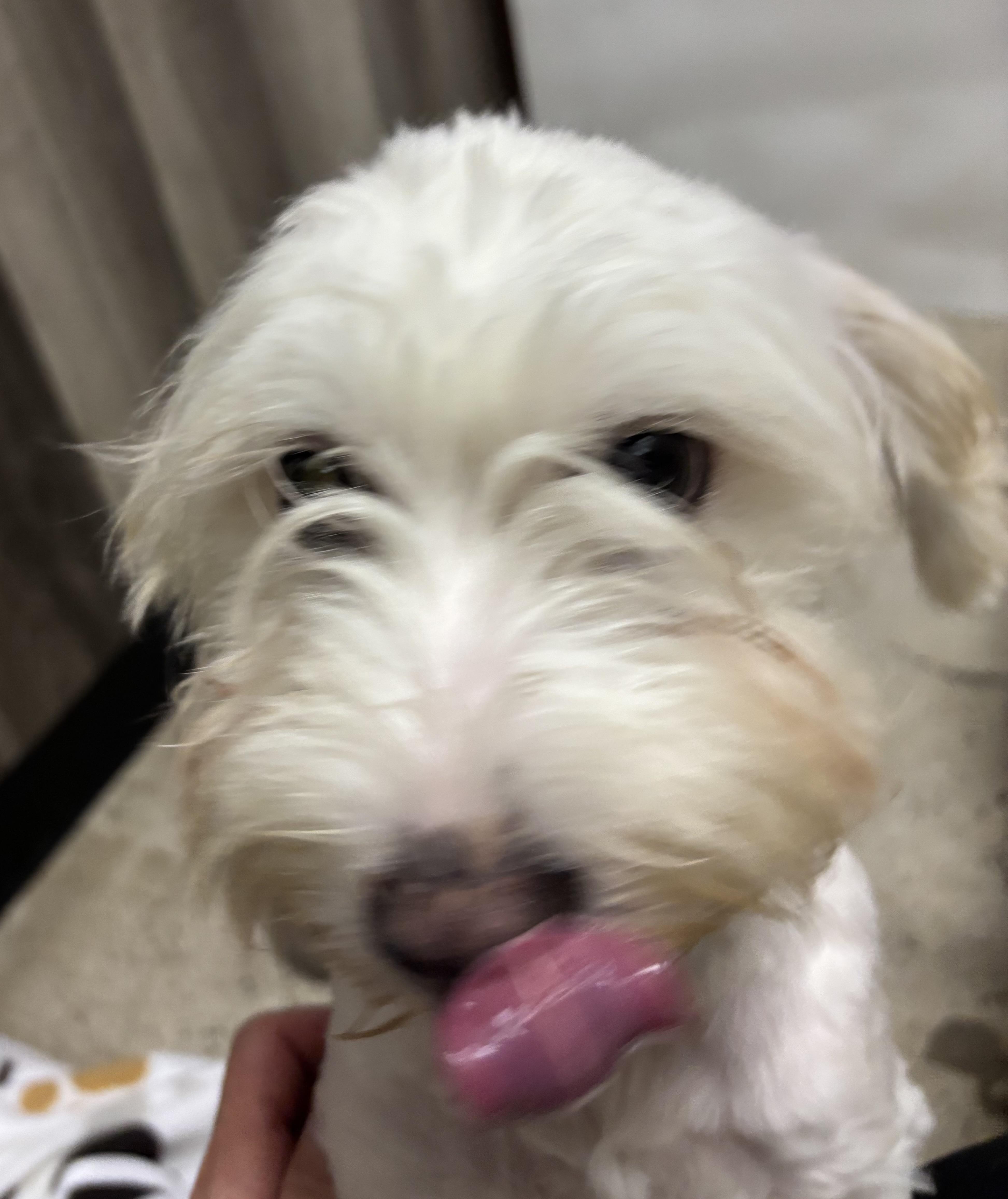 A young small-sized male White / Cream Maltipoo dog named Hey Jude for adoption in Thousand Oaks, CA