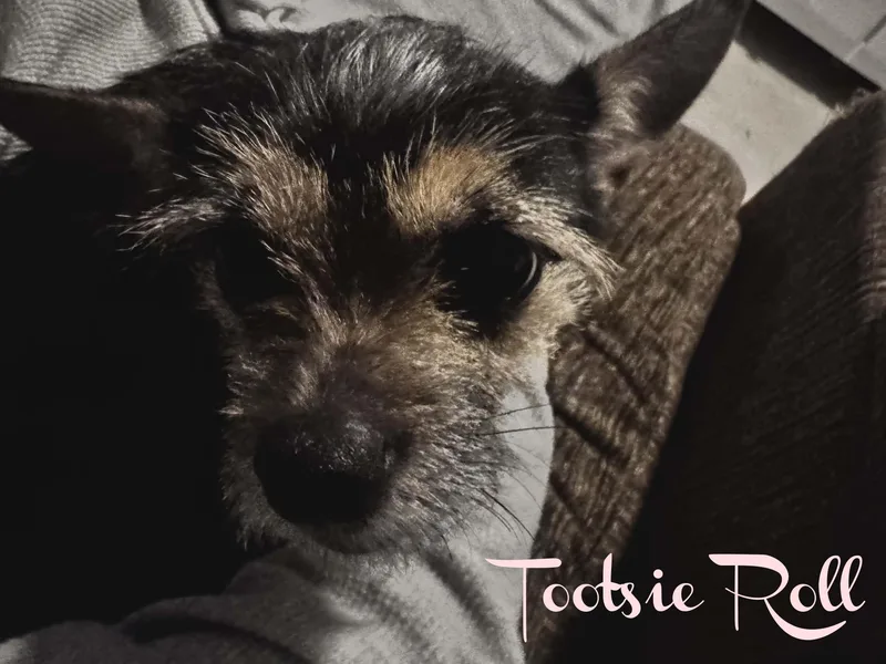 Tootsie Roll thumbnail 2