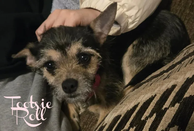 Tootsie Roll thumbnail 3