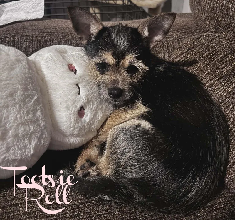 Tootsie Roll thumbnail 4