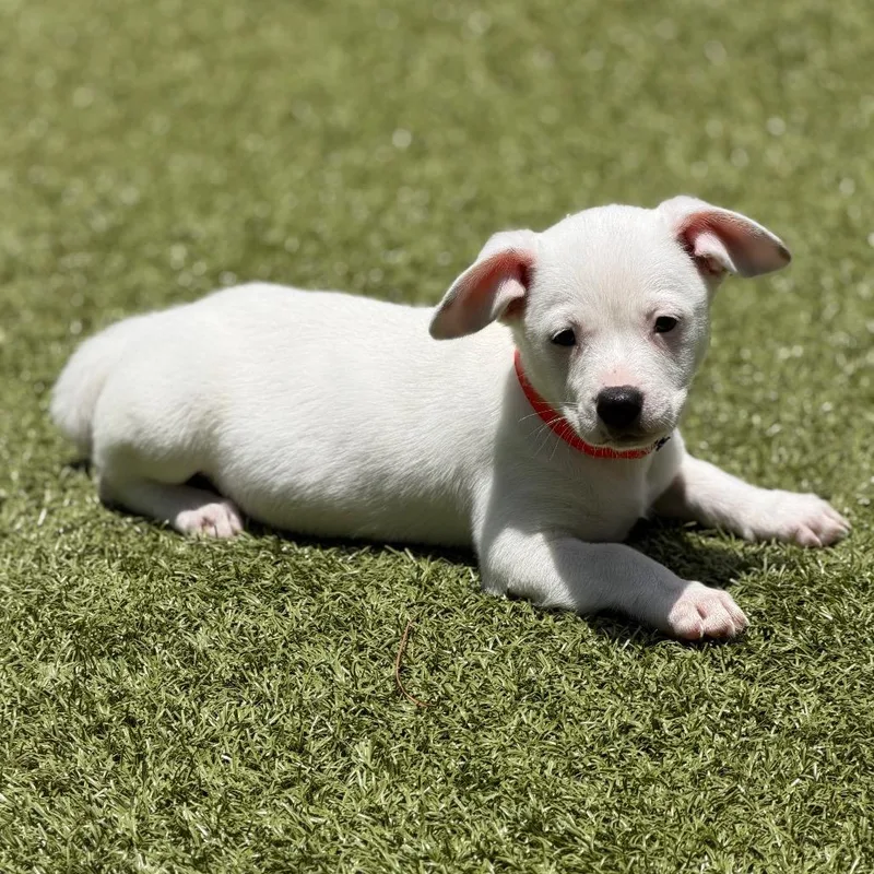 A baby small-sized male White / Cream Mixed Breed dog named Luca for adoption in Wellington, FL