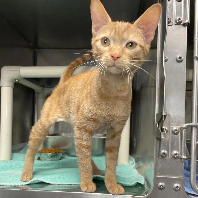 A young medium-sized female Domestic Short Hair cat named Tinka for adoption in Roanoke, VA