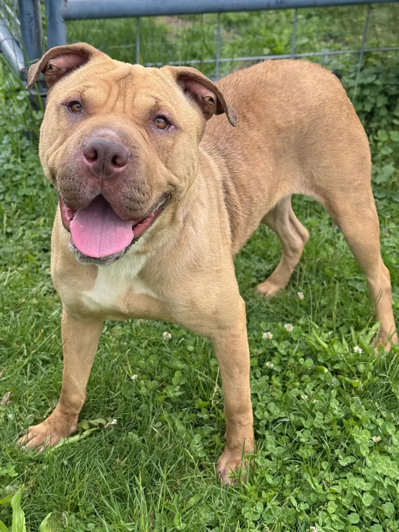 An adult large-sized female Yellow / Tan / Blond / Fawn Shar-Pei dog named Andi for adoption in Anderson, IN