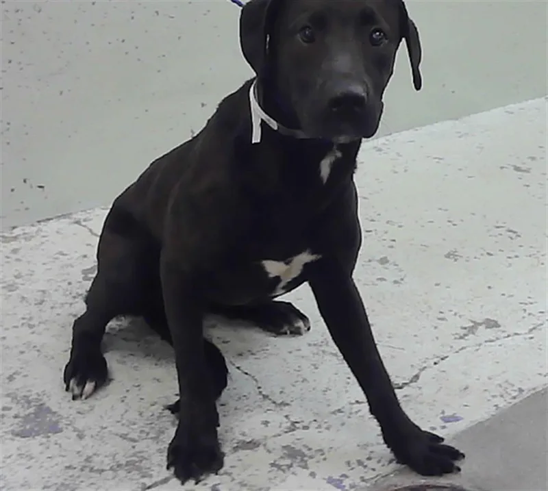 A young small-sized male Staffordshire Bull Terrier dog named Midnight for adoption in Houston, TX