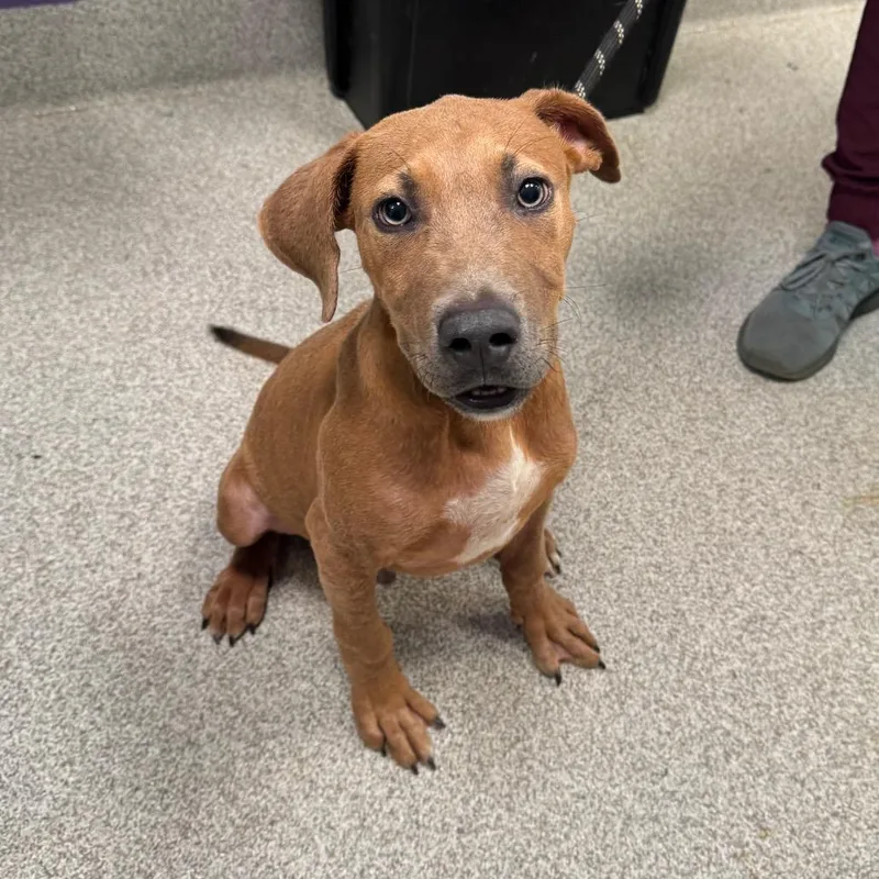 A baby medium-sized male Red / Chestnut / Orange Mixed Breed dog named Andrew for adoption in Englewood, FL