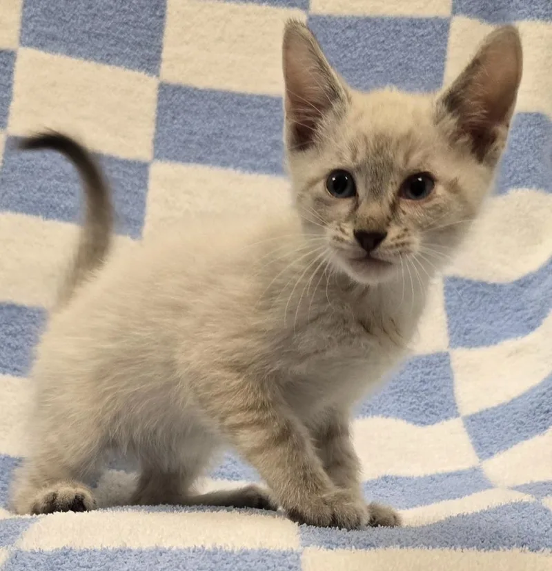 A baby small-sized male Domestic Short Hair cat named Gabriel for adoption in Murphysboro, IL