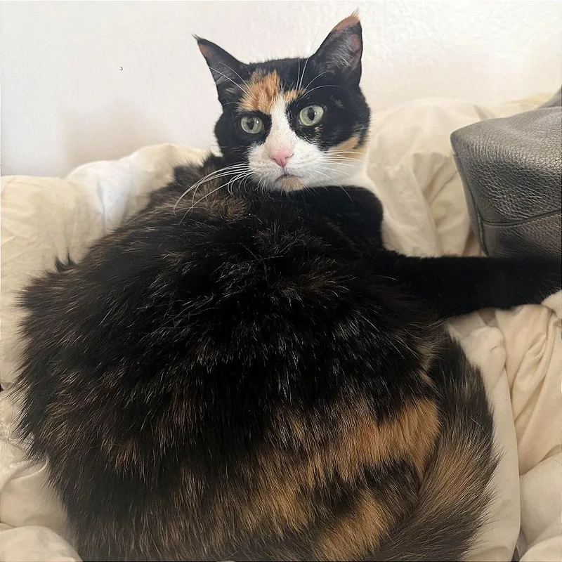 Princess Opal thumbnail 2