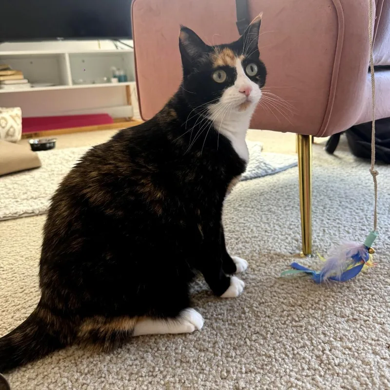 Princess Opal thumbnail 4