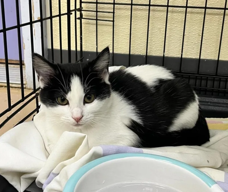 A baby small-sized female Domestic Short Hair cat named Misty for adoption in Shorewood, IL
