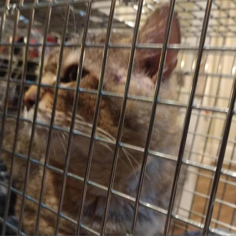 A senior large-sized male Domestic Short Hair cat named Charlie for adoption in Winchester, VA