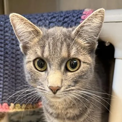 An adult medium-sized female Tabby (Gray / Blue / Silver) Domestic Short Hair cat named Debbie for adoption in Lansing, MI