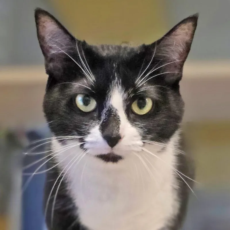 An adult medium-sized female White Domestic Short Hair cat named Sleepy for adoption in Galveston, TX