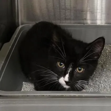 A baby small-sized male Black Domestic Short Hair cat named Cornelius for adoption in Hamburg, NY