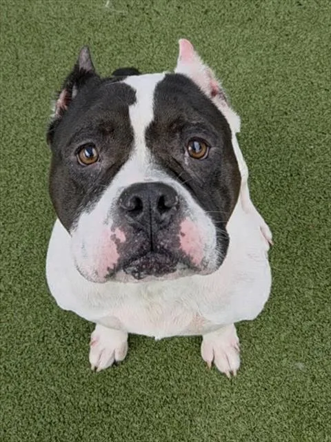 An adult medium-sized female American Staffordshire Terrier dog named Dior for adoption in Fort Lauderdale, FL