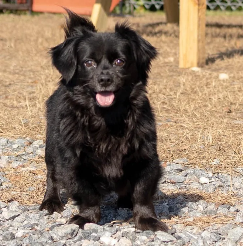 A young small-sized male Mixed Breed dog named Bentley for adoption in Lakeland, GA
