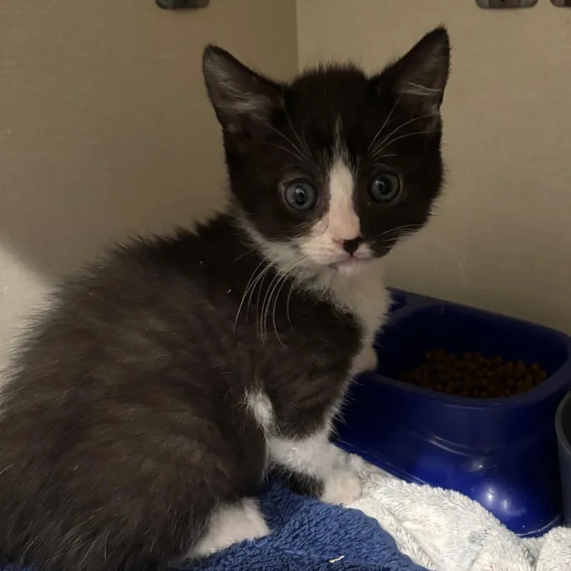 A baby small-sized male Black Domestic Medium Hair cat named Abram for adoption in Fairmont, WV