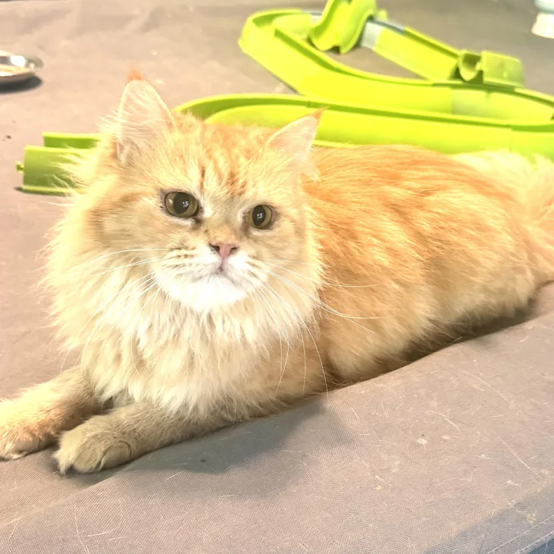 A baby medium-sized female Persian cat named Carmella & Moon Persian for adoption in Woodbridge, VA