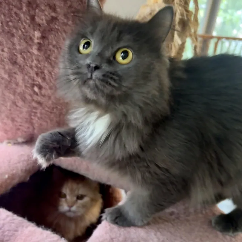 Carmella & Moon Persian thumbnail 3
