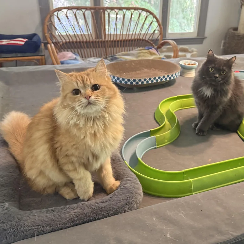 Carmella & Moon Persian thumbnail 4