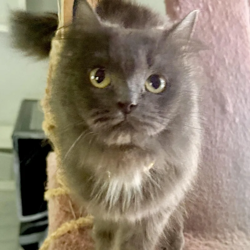 Carmella & Moon Persian thumbnail 6