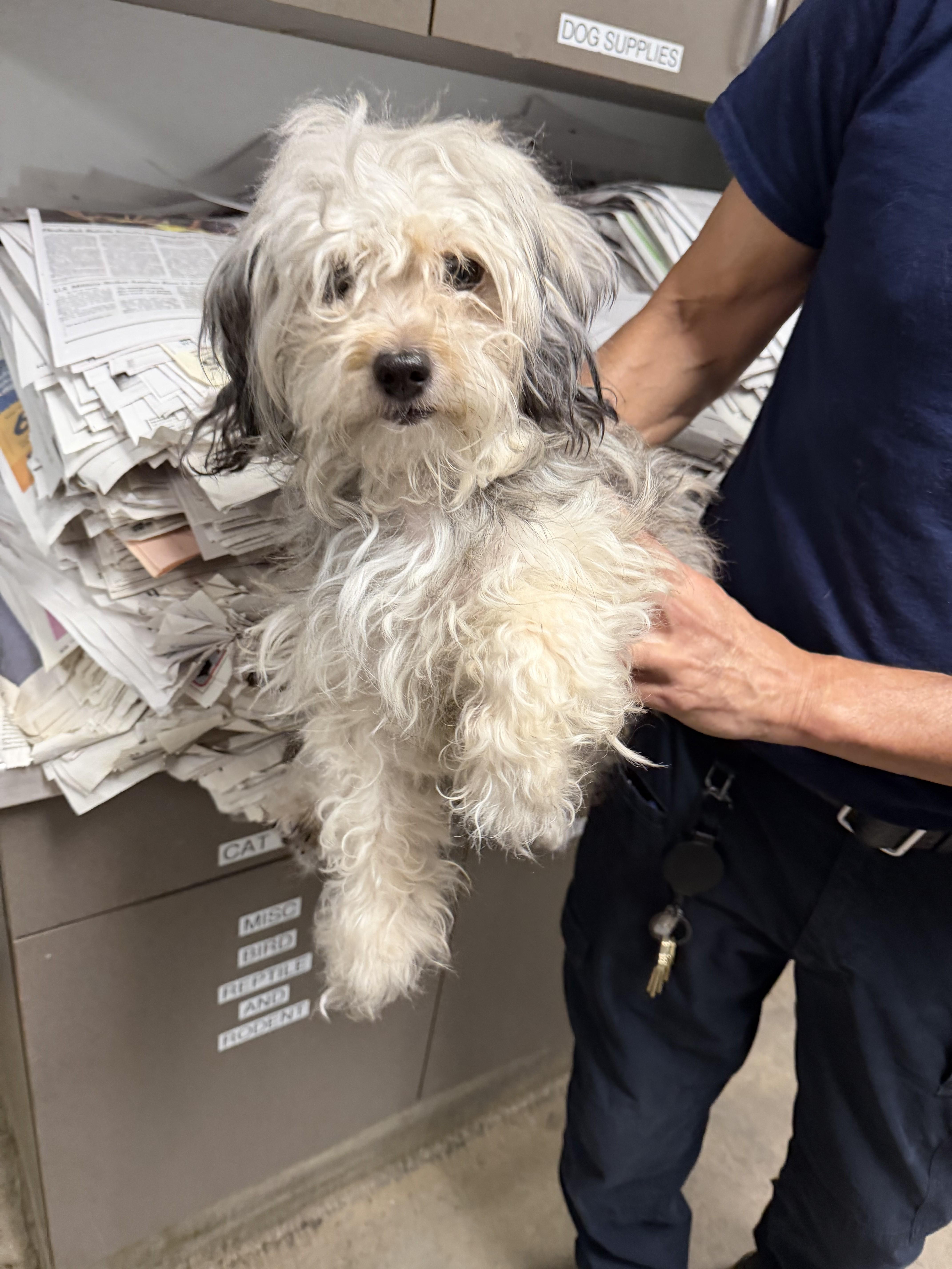 An adult small-sized female Maltese dog named Luna for adoption in Van Nuys, CA