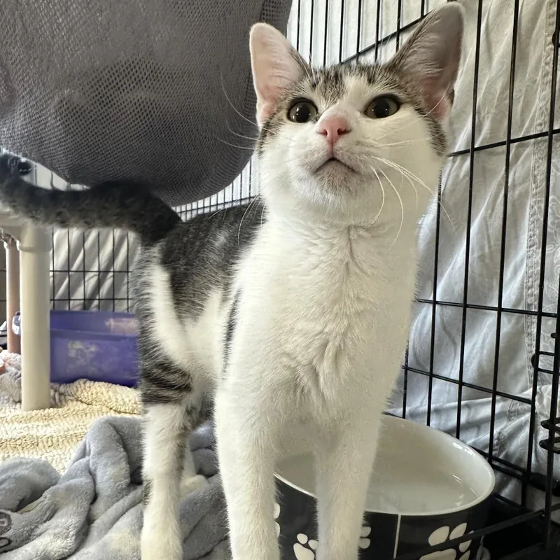 A baby small-sized male Brown / Chocolate Domestic Short Hair cat named Presto for adoption in Chippewa Falls, WI