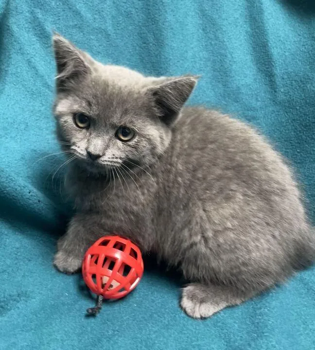 A baby small-sized female Domestic Medium Hair cat named Sylvie for adoption in Jackson, MI
