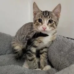 A baby medium-sized male Tabby (Gray / Blue / Silver) Tabby cat named Jerry for adoption in Green Valley, AZ