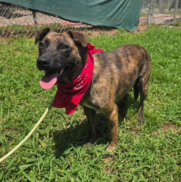 An adult medium-sized female Brindle Mountain Cur dog named Poppy for adoption in Elmsford, NY