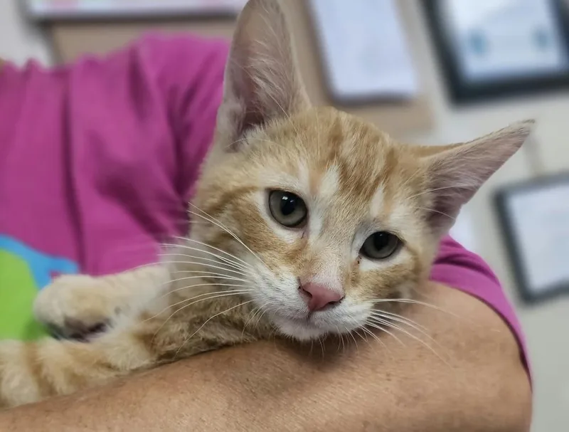 A baby small-sized male Orange & White Domestic Short Hair cat named Phillip for adoption in Fremont, NE