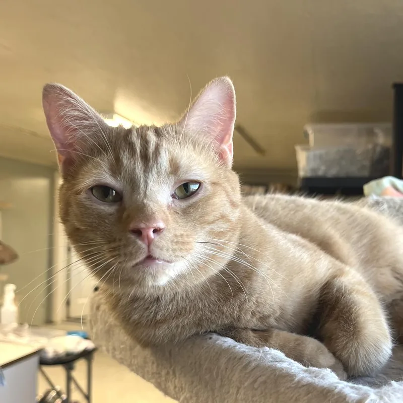 An adult large-sized male Orange / Red Domestic Short Hair cat named John Deere for adoption in Mount Juliet, TN