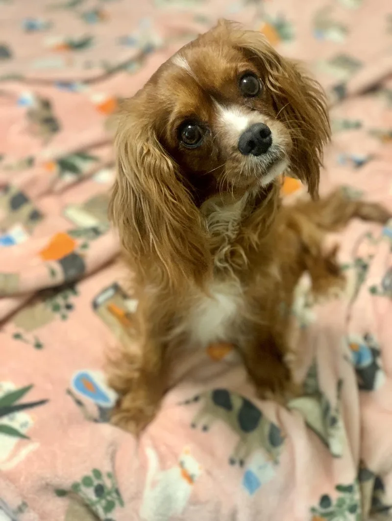 An adult small-sized female Red / Chestnut / Orange Cavalier King Charles Spaniel dog named Ruby for adoption in Atlanta, GA