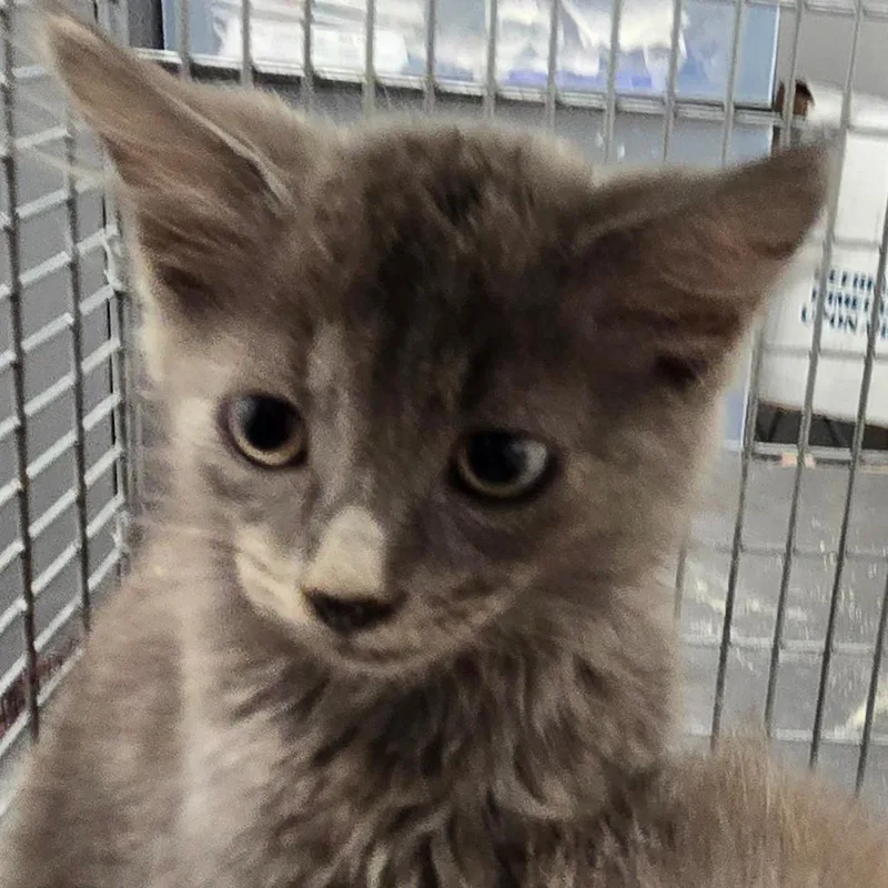 A baby small-sized male Gray / Blue / Silver Domestic Short Hair cat named Lenny for adoption in Mount Gilead, NC
