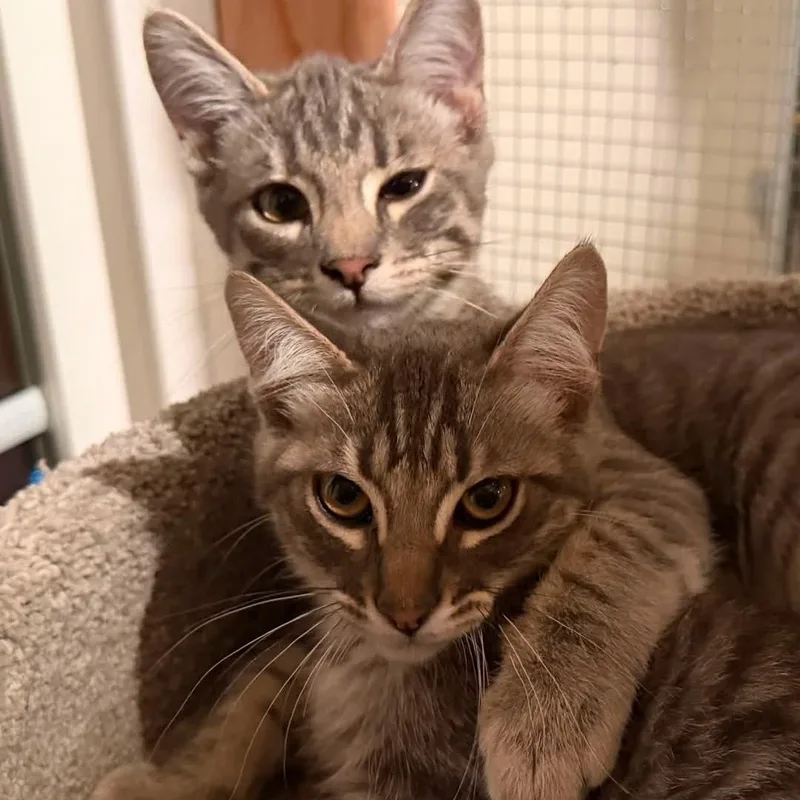 A baby medium-sized male Tabby (Brown / Chocolate) Siamese cat named Indiana and Jones for adoption in North Hollywood, CA