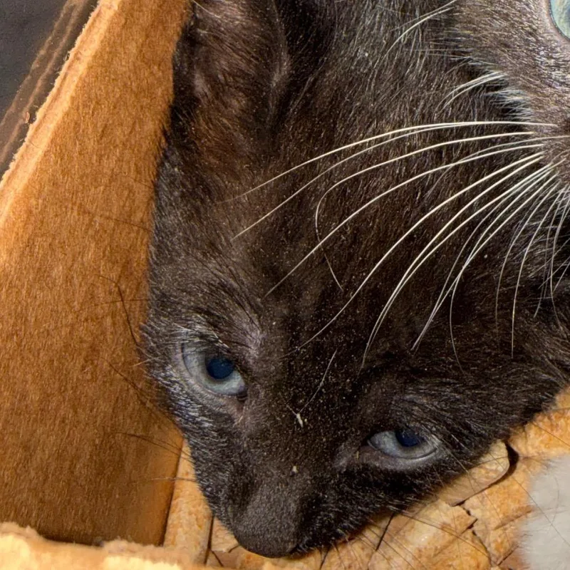A baby small-sized male Black Domestic Short Hair cat named Rhysand for adoption in Troy, VA
