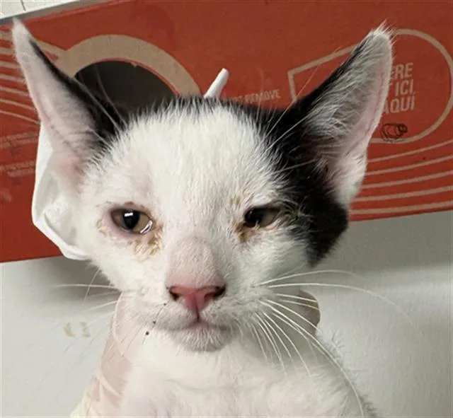 A baby small-sized male Domestic Short Hair cat named Theo for adoption in Bakersfield, CA
