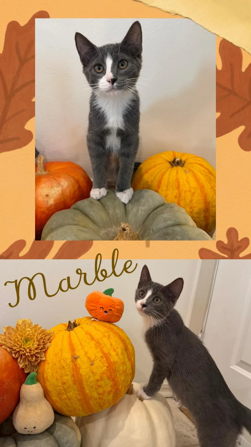 A young medium-sized male Domestic Medium Hair cat named Marble for adoption in Noble, OK